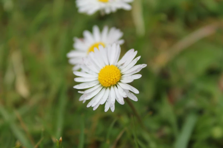 three white and yellow flowers are in grass