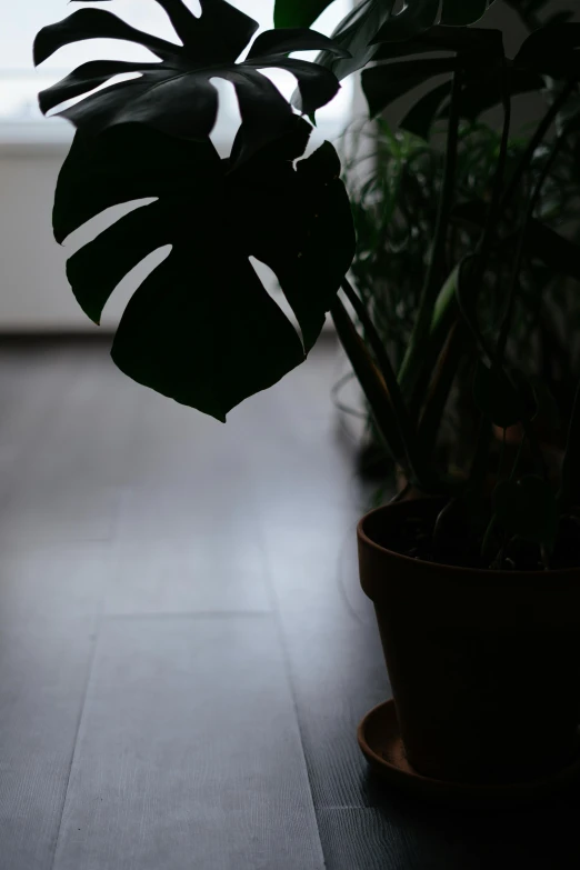 a plant that is sitting on the ground