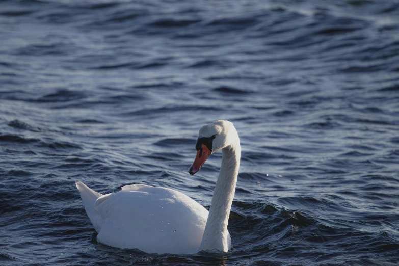 a close up of a swan floating on top of the ocean