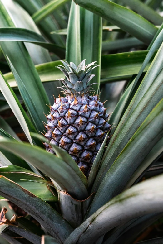 a pineapple still on the tree with the pineapple still bloom