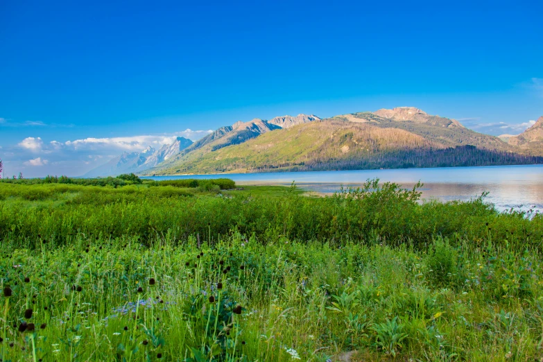 an image of a mountain lake surrounded by greenery