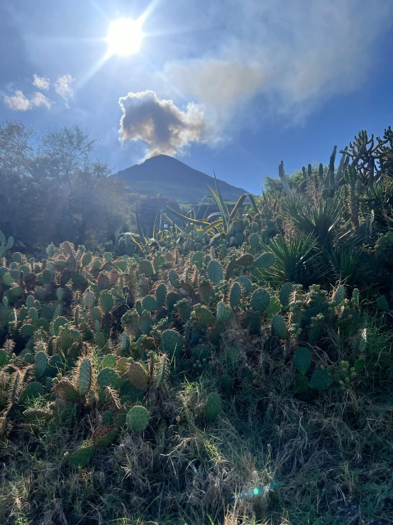 a large cactus field with mountains in the background