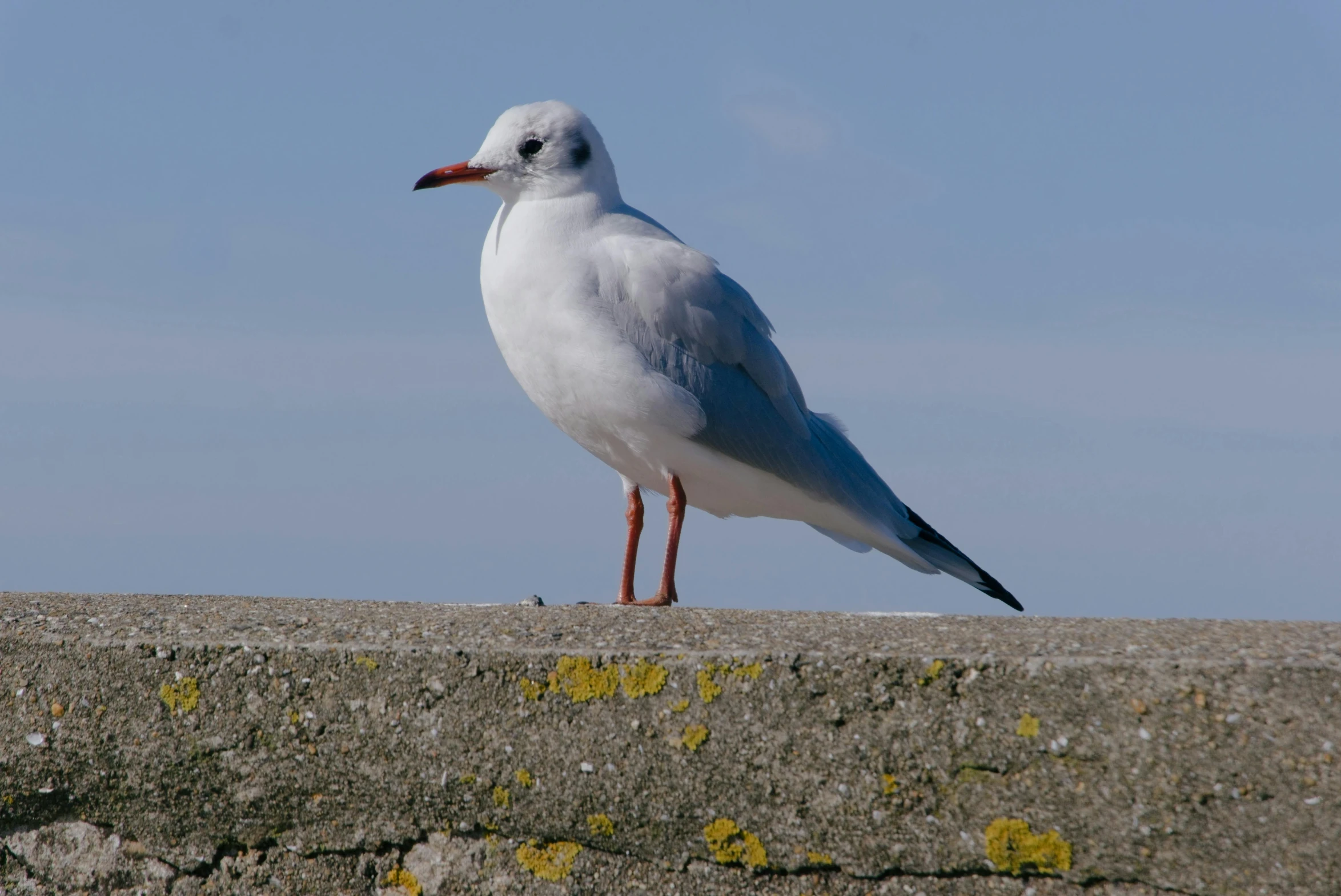 a seagull sits on a concrete ledge outside