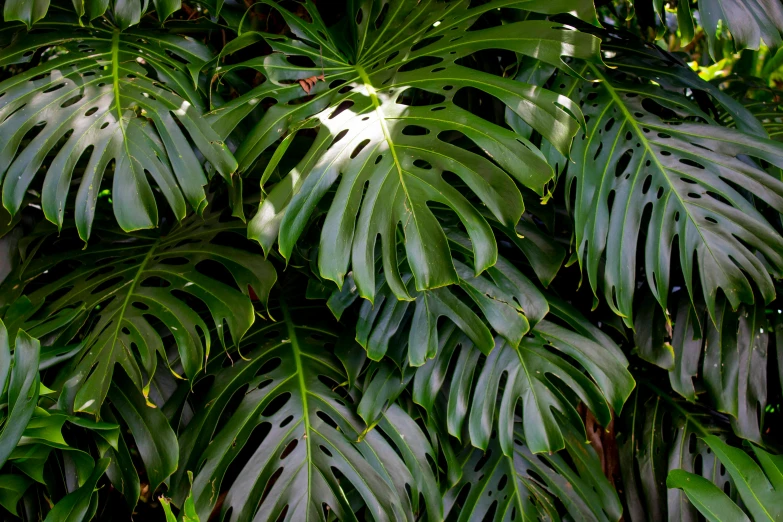 the leaves of a large green tree are on display