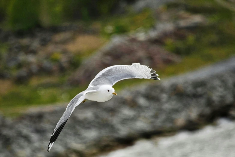 white seagull flying over rocky area in daytime