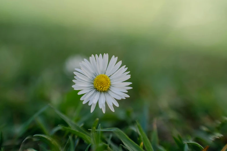 a white and yellow flower on some grass