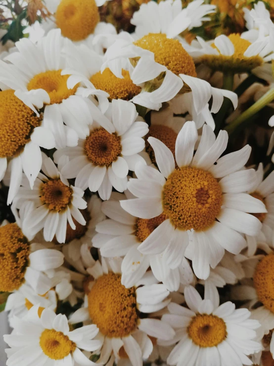 an image of a bunch of white flowers