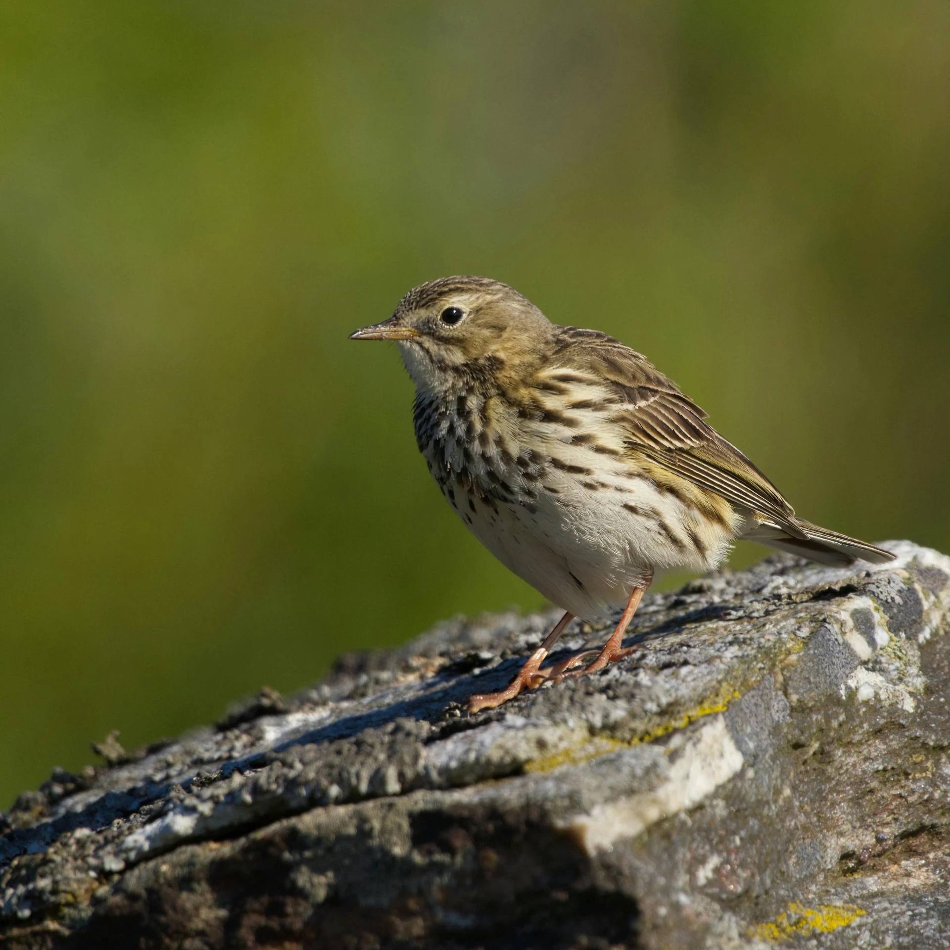 there is a brown and white bird sitting on a rock