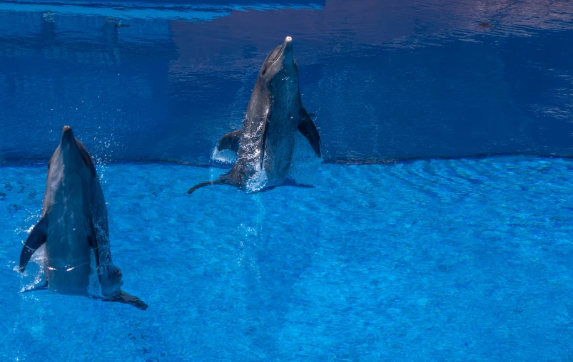 dolphins playing in blue water with sunset in background