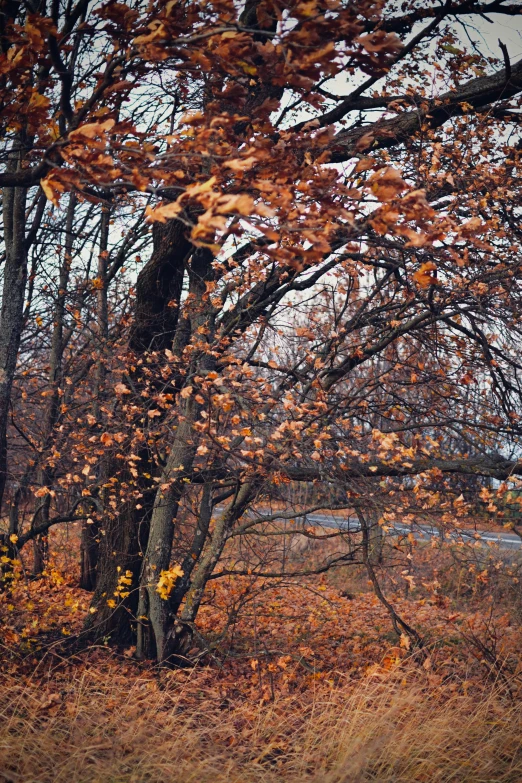 the trees have leaves on them near a trail