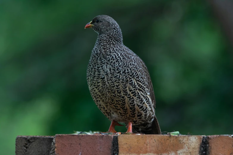 a large bird sitting on top of a piece of brick