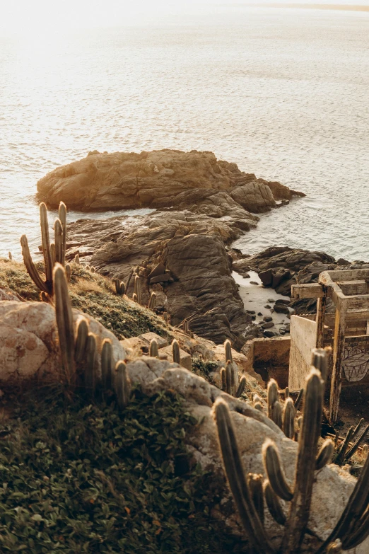 cactus and rock cliff overlooking ocean from stone house