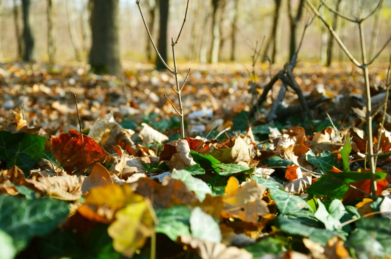 a pile of leaves is seen surrounded by trees