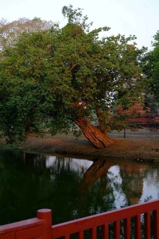 a tree on the bank of a river, near a bridge