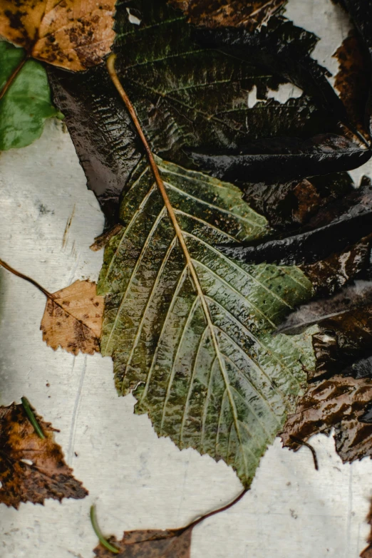 several green and brown leaves laying on the ground