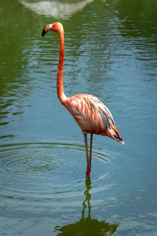 a flamingo standing in the water with its head close to the ground