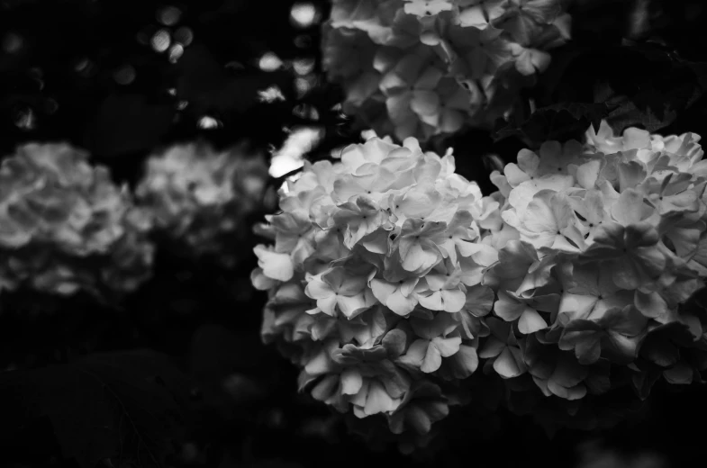 the flowers are blooming on the tree in the woods