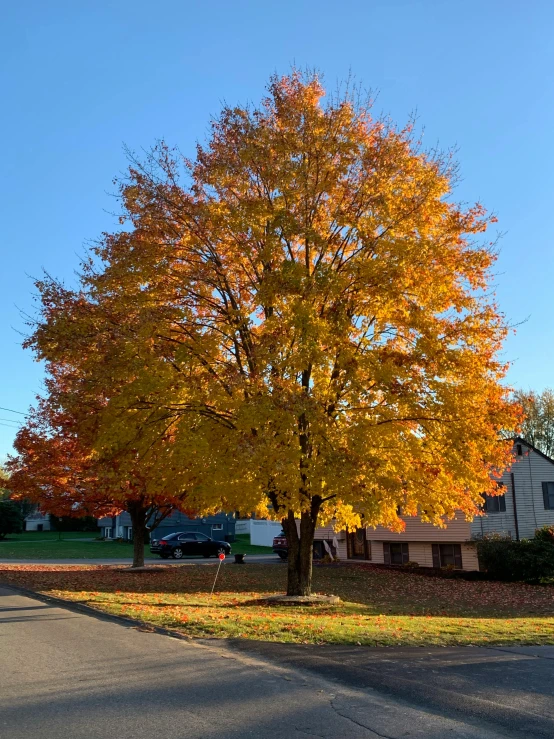 a yellow tree with green leaves in front of a residential street