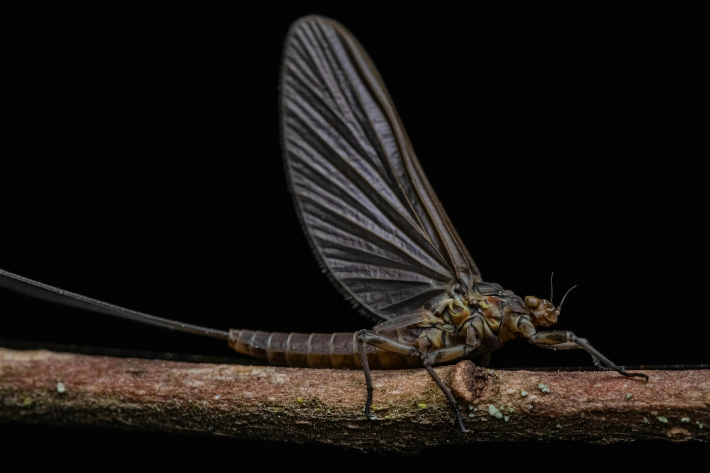 large black dragonfly sitting on a tree limb