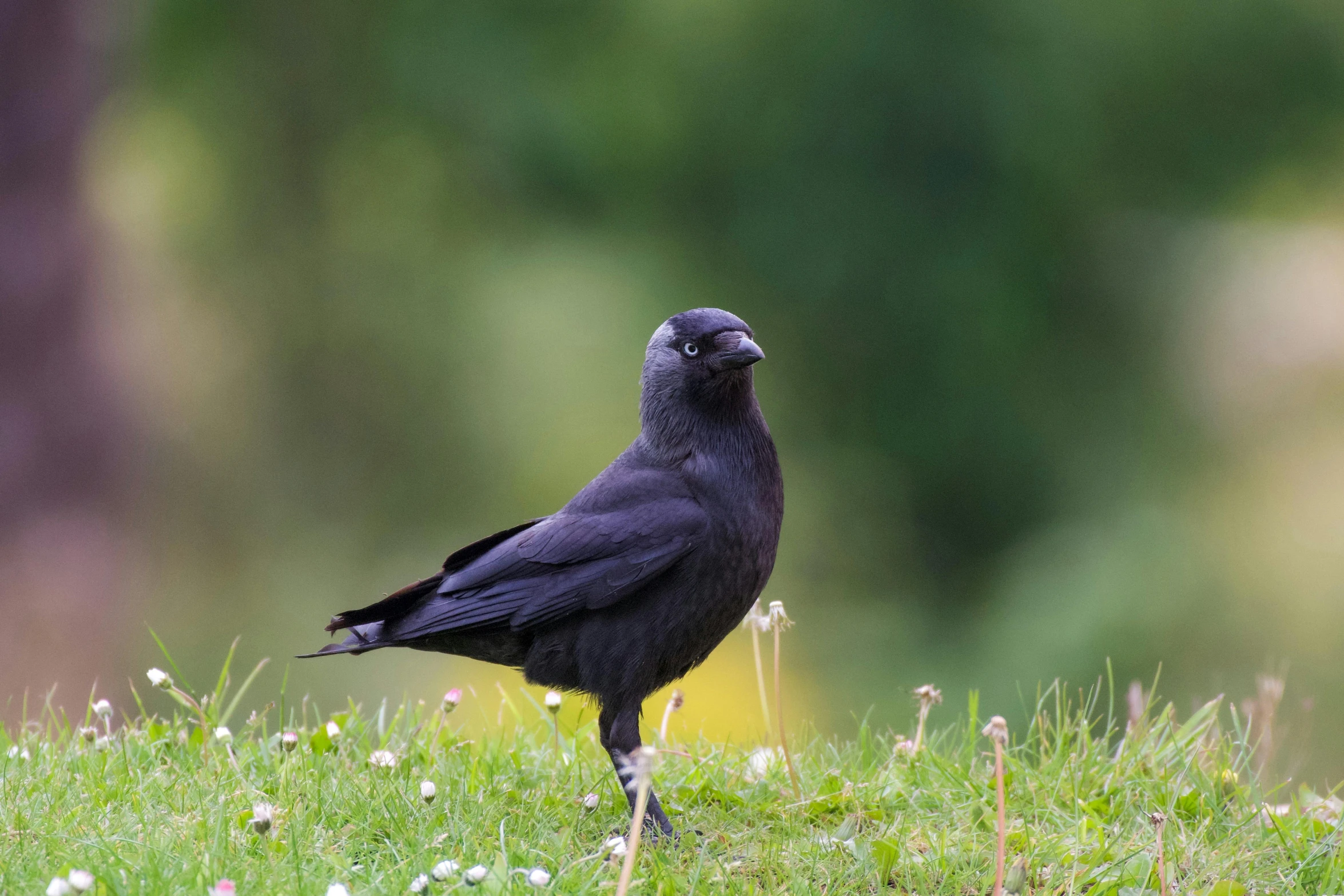 blackbird standing in grass and looking away from the camera