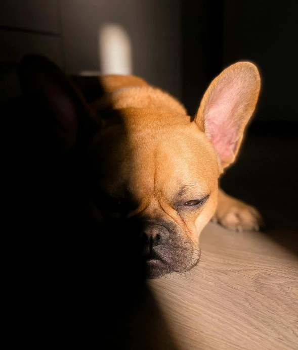 a dog laying down with his head on the ground