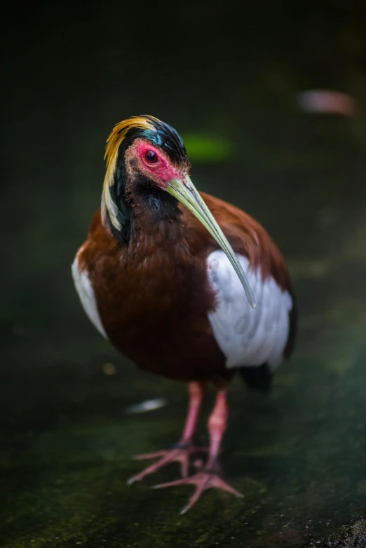 a colorful bird standing on a piece of moss