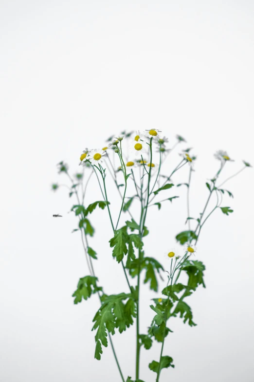 a clear vase holds a bunch of yellow and white flowers