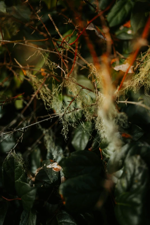 mossy plant life close up in the jungle