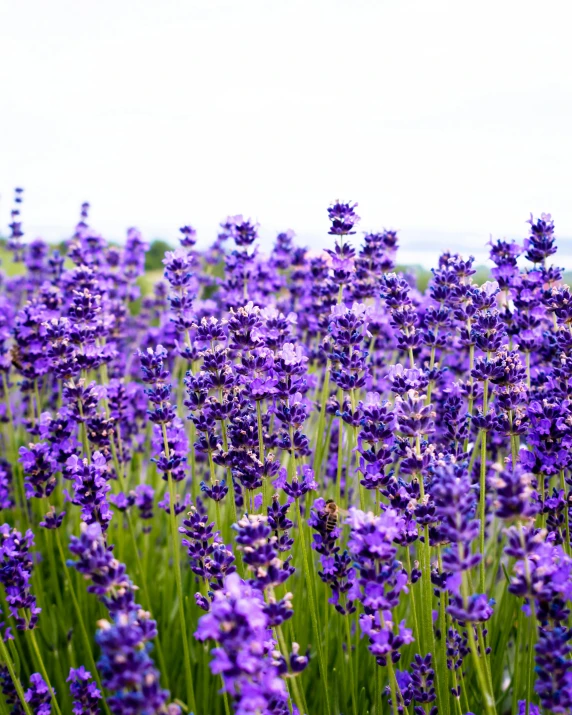 purple flowers and green stems near water