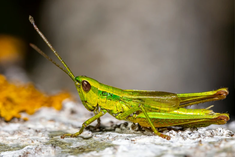 a green insect with long legs standing on white snow