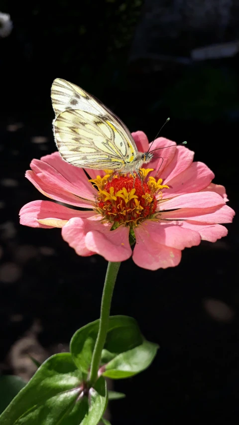 the erfly sits on the petals of the flower