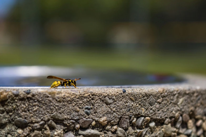 a yellow and black insect is walking around