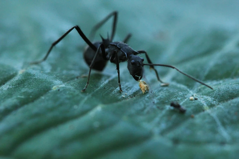 a close up of a small ant on a leaf