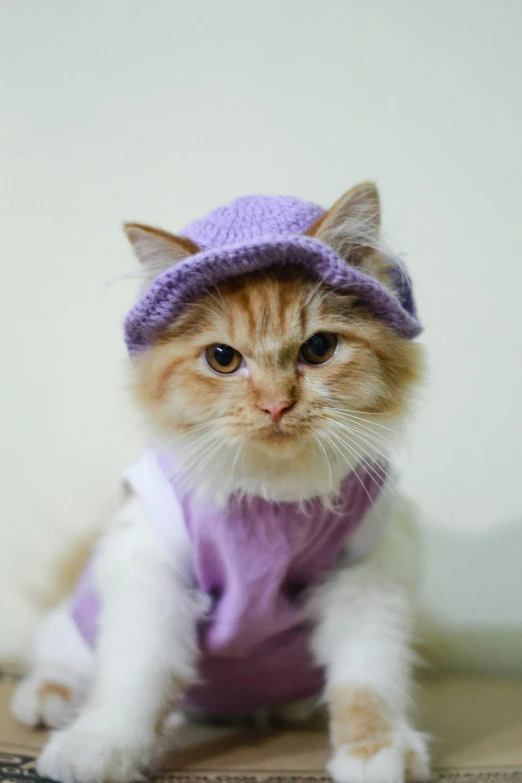 a small white and tan cat wearing a purple knitted hat