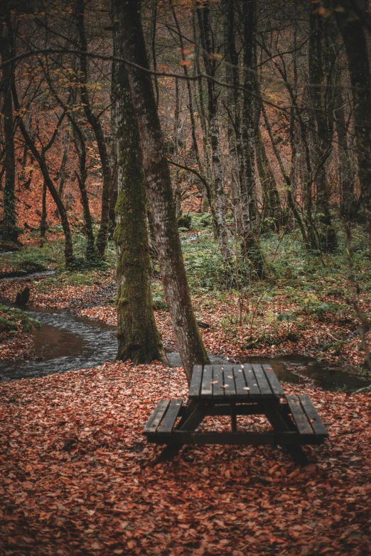 the bench is surrounded by fallen leaves in the woods