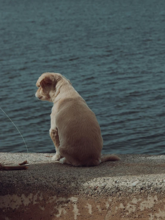 a dog standing on a ledge with a string attached to it