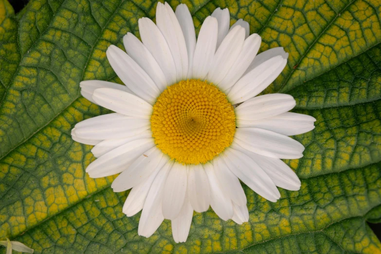 a close up po of a flower that is white with yellow center