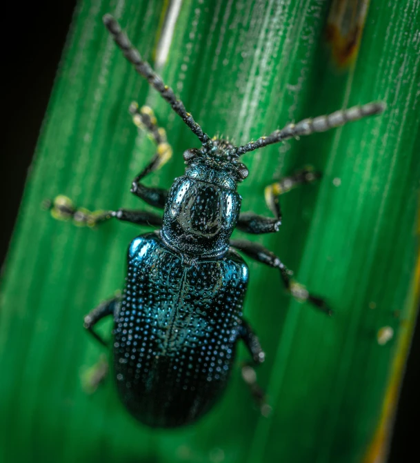 a close up s of a beetle on a green leaf