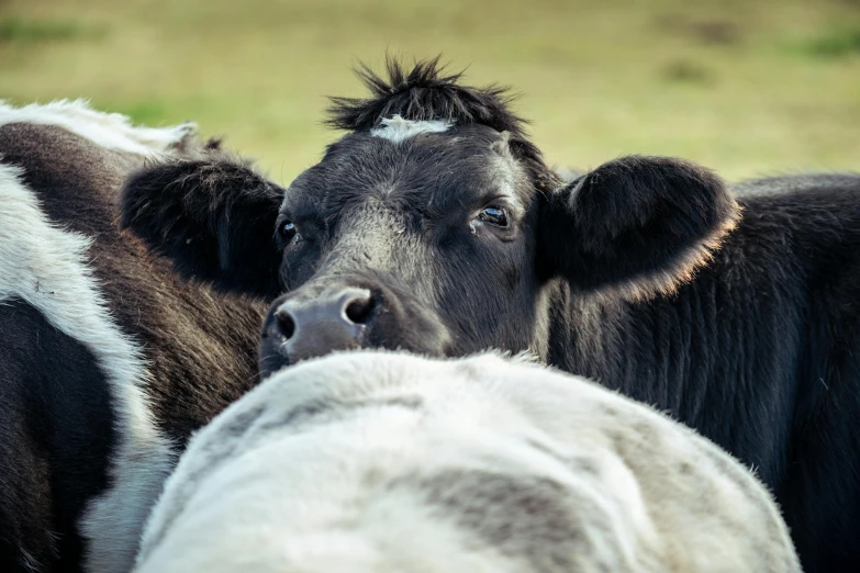 two black and white cows standing in the grass