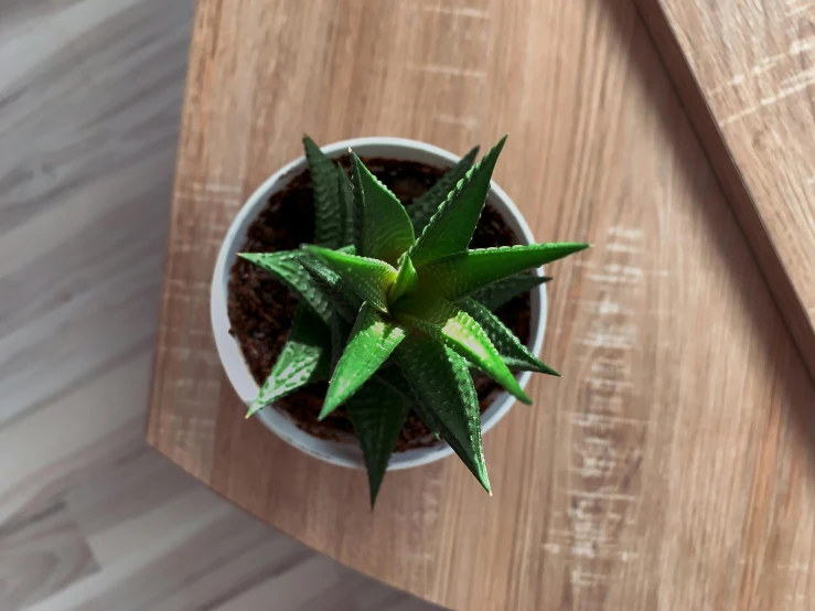 a green plant that is sitting in a small pot