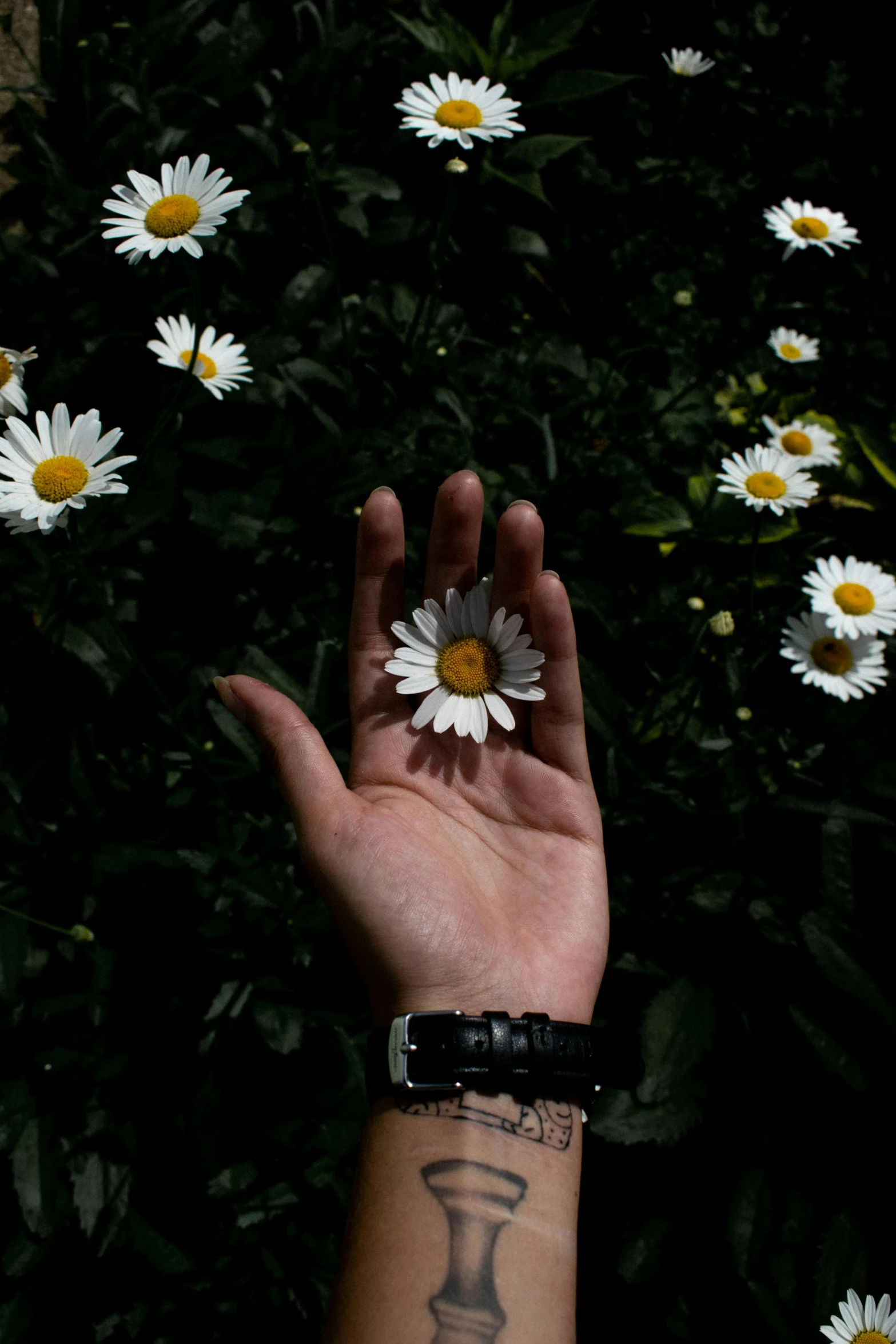 a hand with a tattoo on the wrist holding some daisies