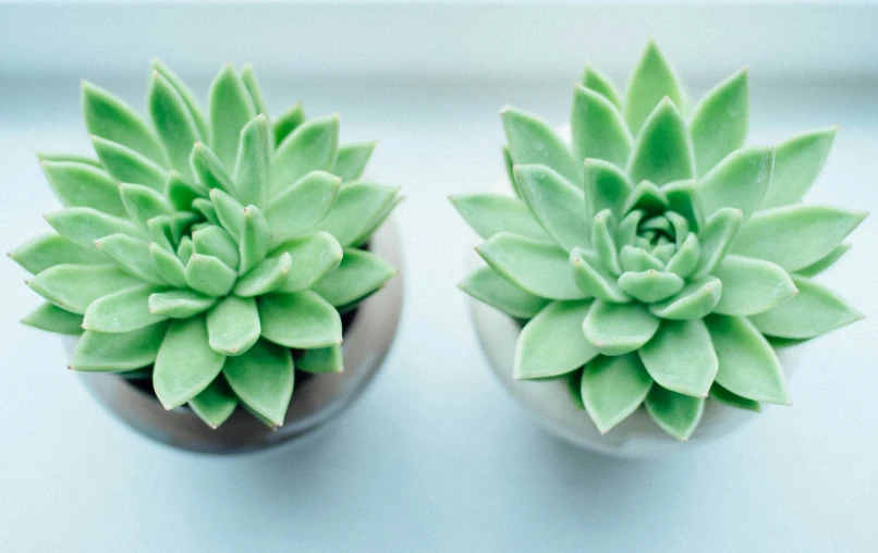 two green succulents in a clay pot