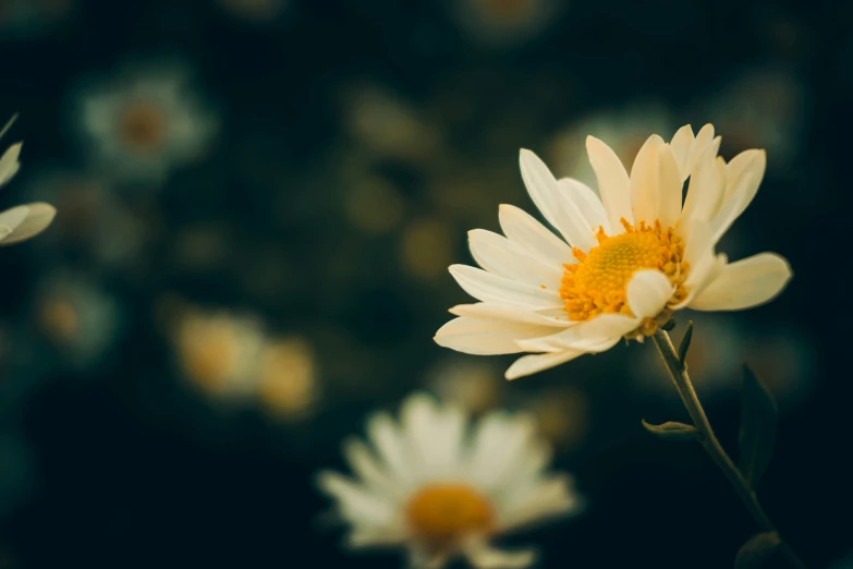 many yellow and white flowers grow together in the dark