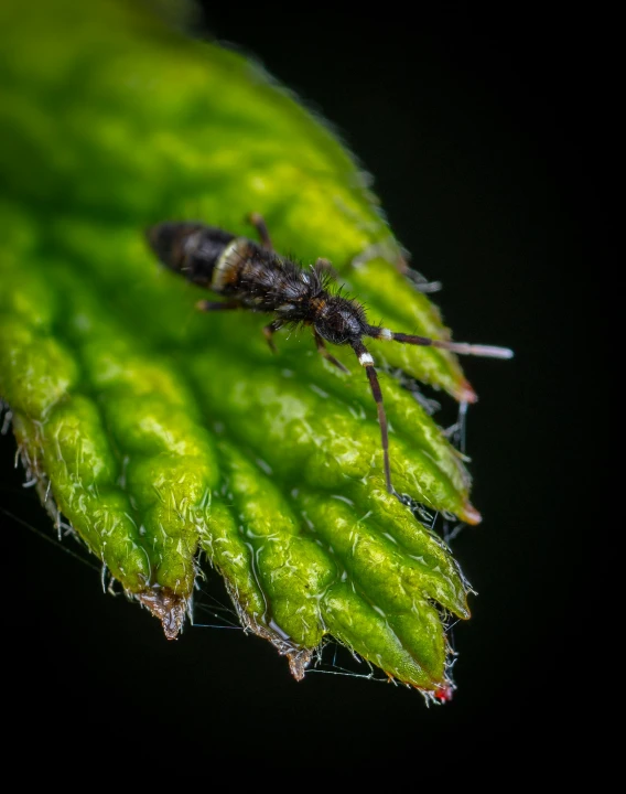 an insect with large wings sits on the edge of green leaf