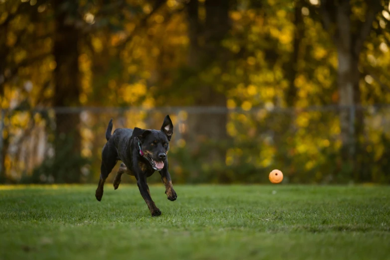 black dog in grassy area chasing an orange ball