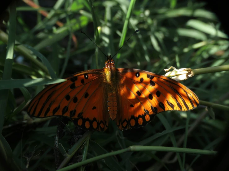 an orange erfly sitting on a twig