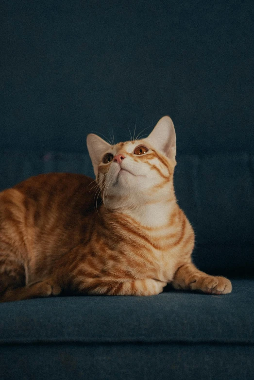 an orange tabby cat laying on a blue couch looking at the sky