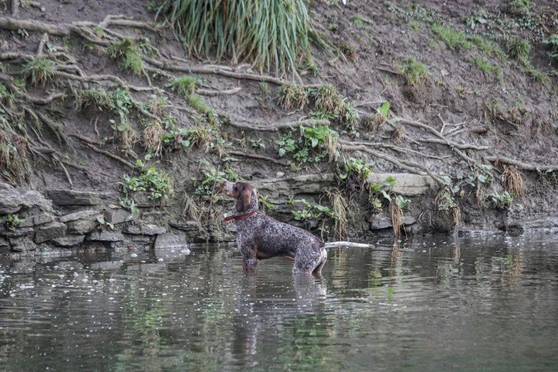 a dog standing in the water waiting for its master to come in