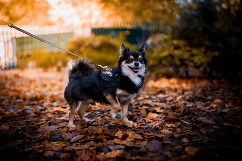 a little black and white dog standing on some leaves
