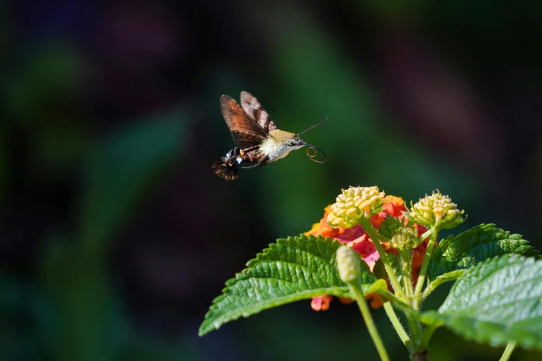 a hummingbird flying away from a flower